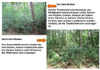 vorher-nachher-roden